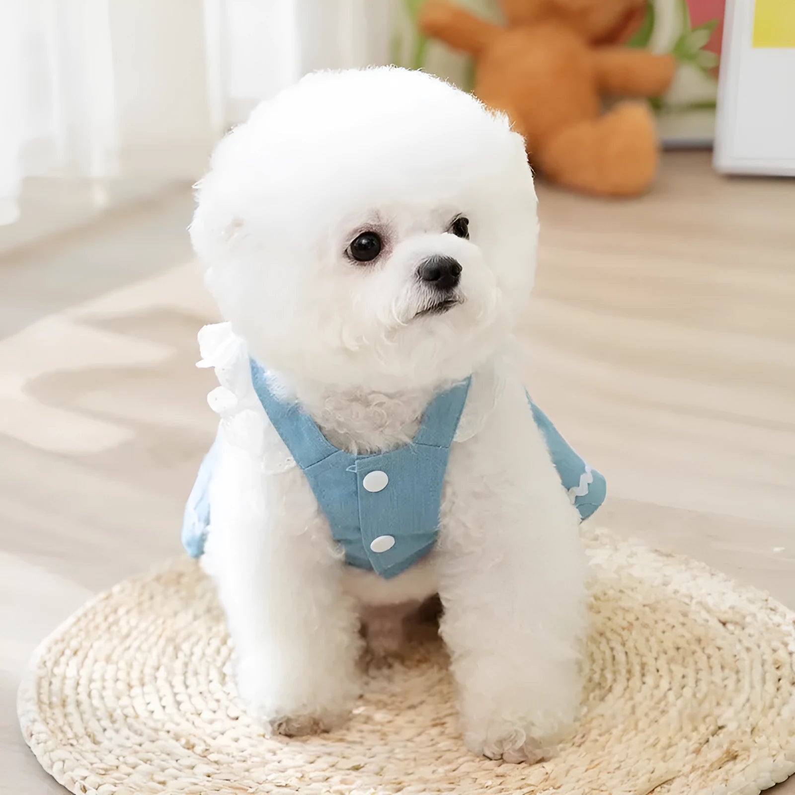 Bondi Blue dog skirt with strawberry print and elastic waistband on a small dog.