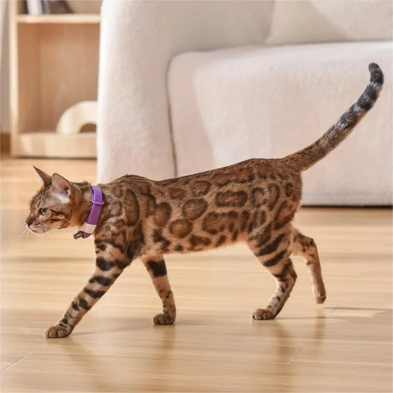 Pet cat toy laser collar in simple pattern with ABS material, available in black blue purple green, hands-free use