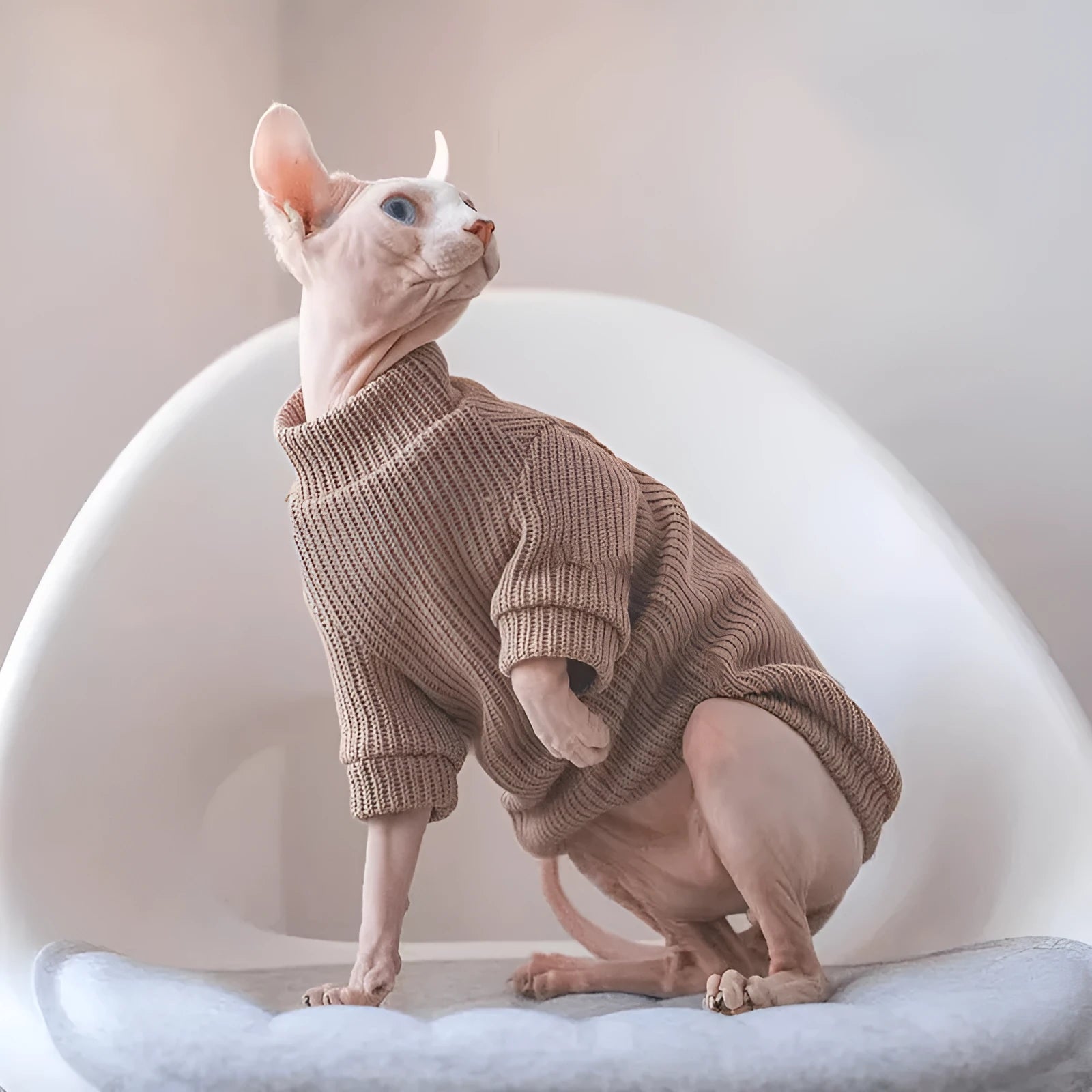 Brown elastic knit pet sweater for dogs, moisture-proof casual top on a small dog model