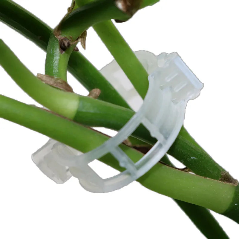 Pack of 50 plastic plant grafting clips for securing garden twigs and grafts.