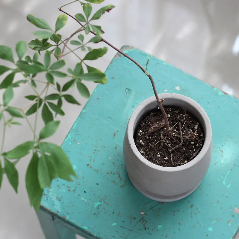 Round cement flower pot desktop 11cm natural colour with tray on a table