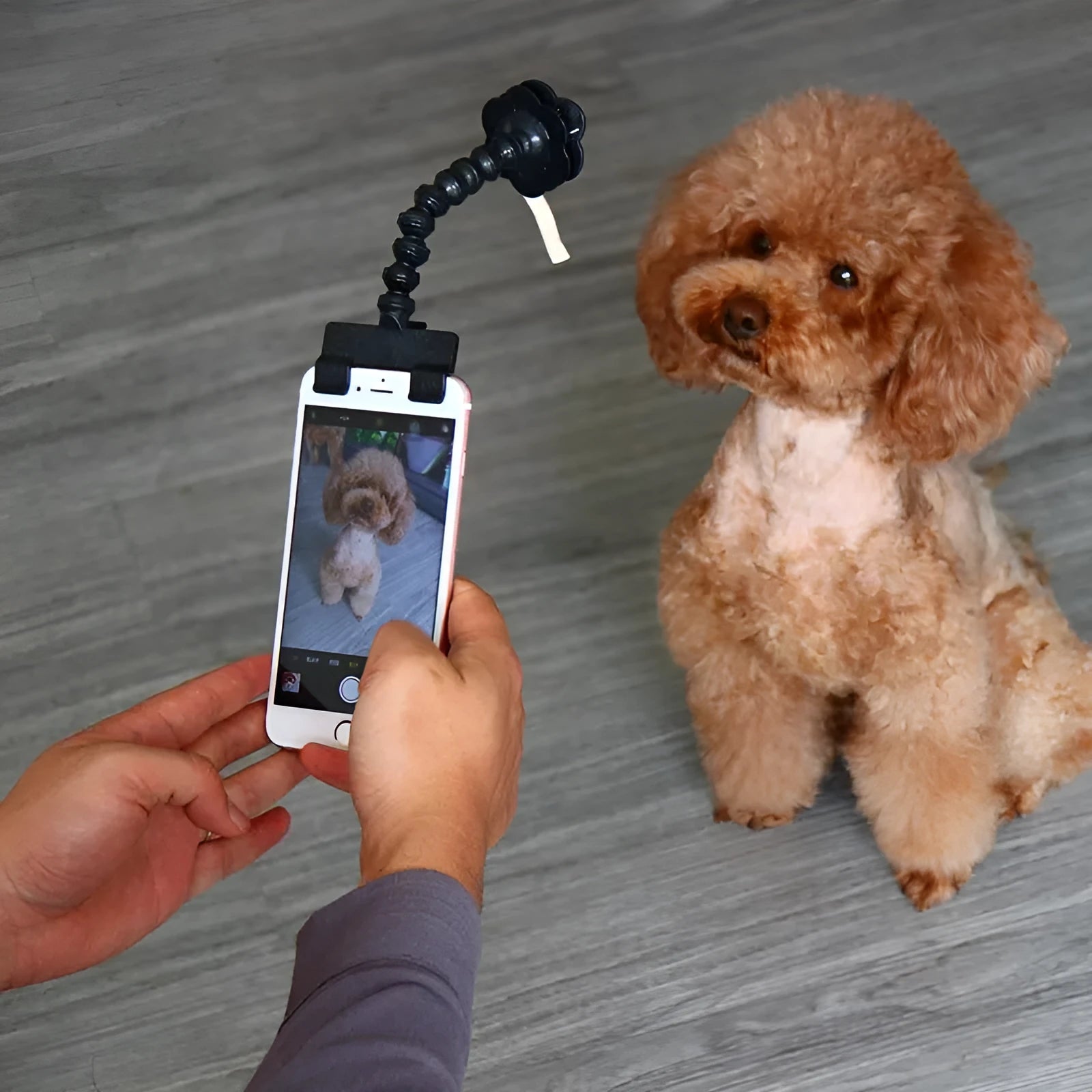 Pet selfie stick with removable square and flower clips in black or white colours
