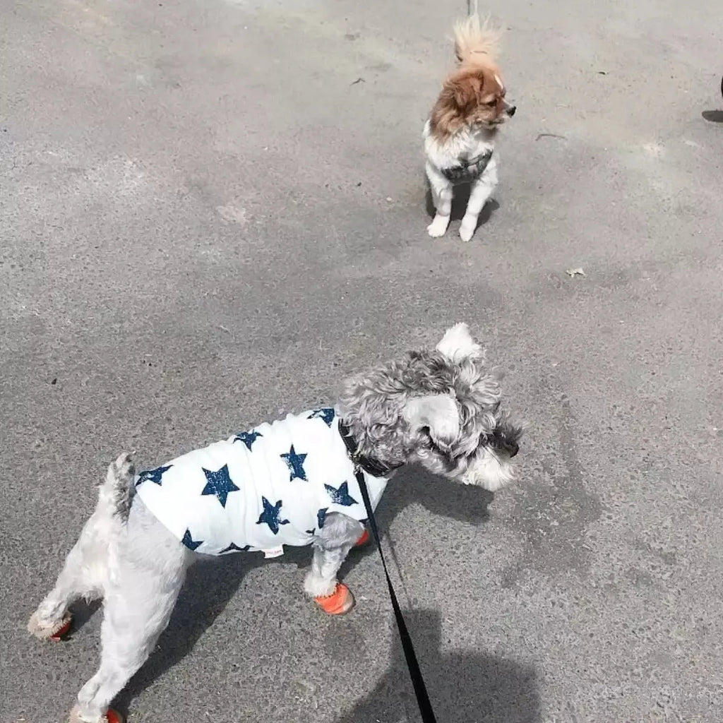 Dark blue cotton dog vest on a small dog with breathable fabric and slip-on design