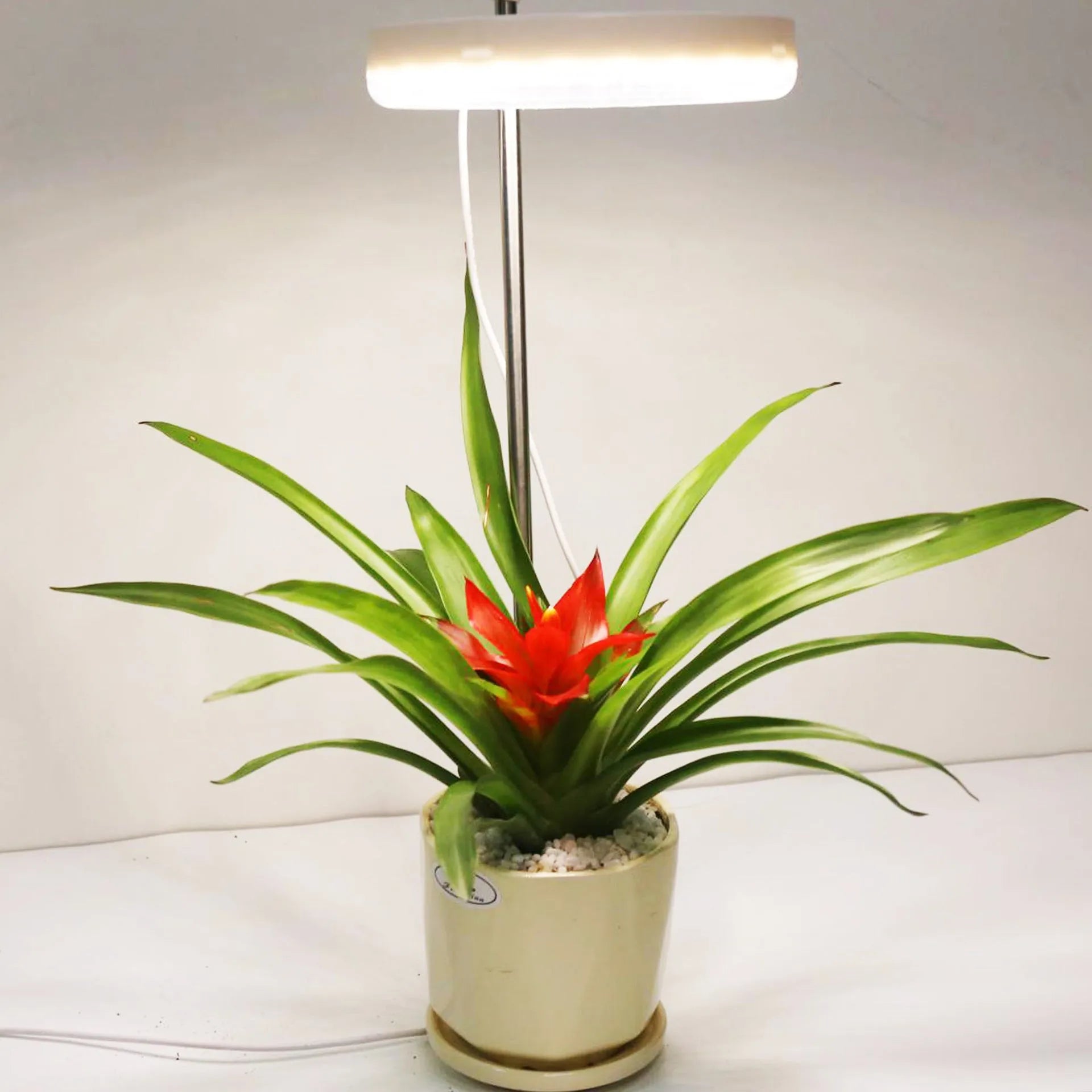 Compact white LED plant growth lamp with adjustable heads on a wooden desk next to a green houseplant.