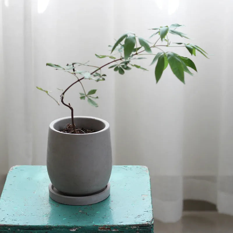 Round cement flower pot desktop 11cm natural colour with tray on a table