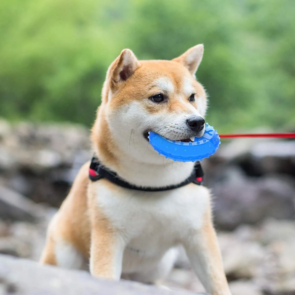 Freezable bone and circle shaped dog chew toys for cooling and teething relief.