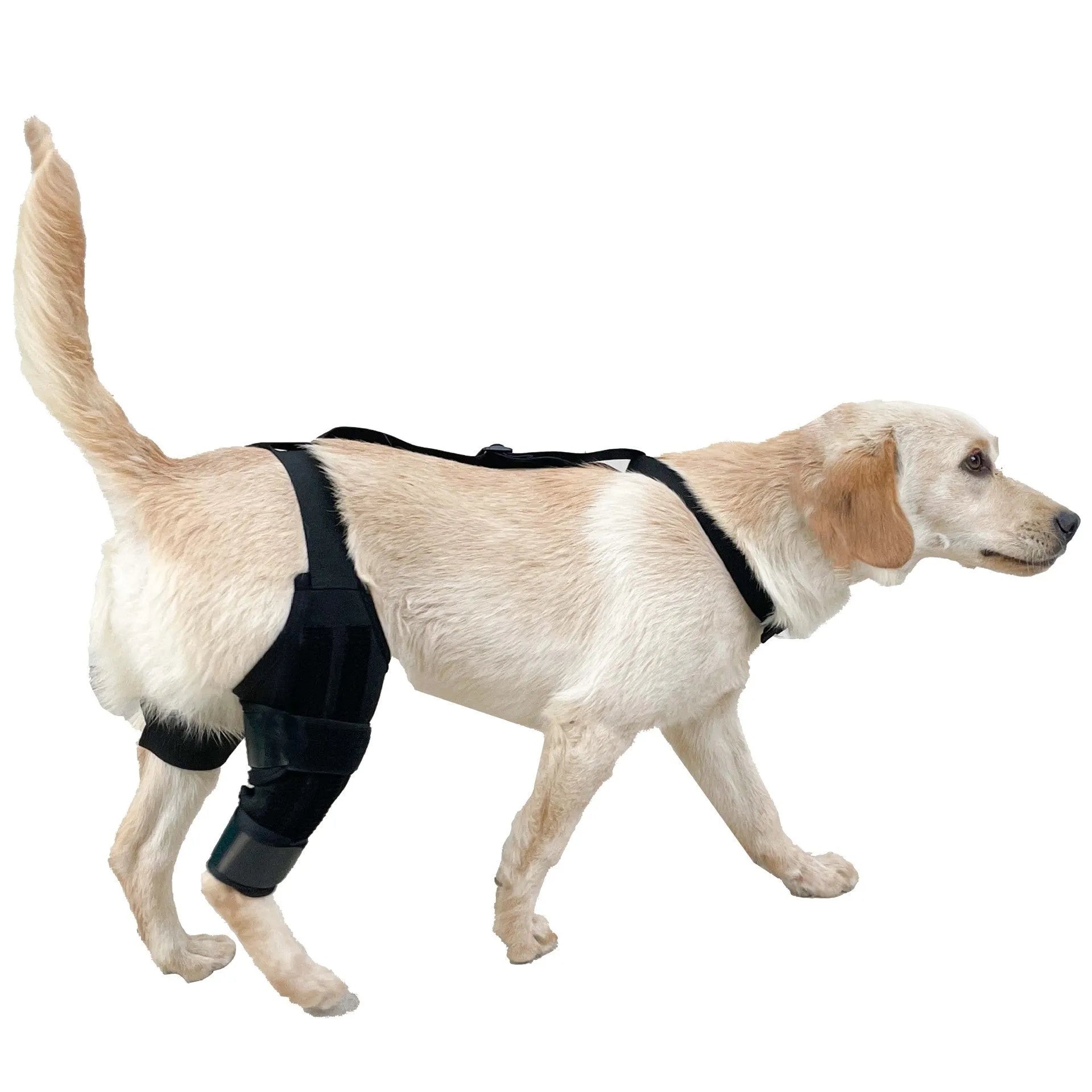 Neoprene dog hind leg knee brace assist strap in various colours and sizes