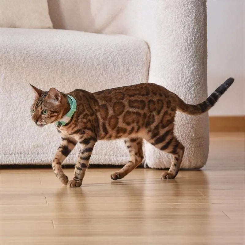 Pet cat toy laser collar in simple pattern with ABS material, available in black blue purple green, hands-free use