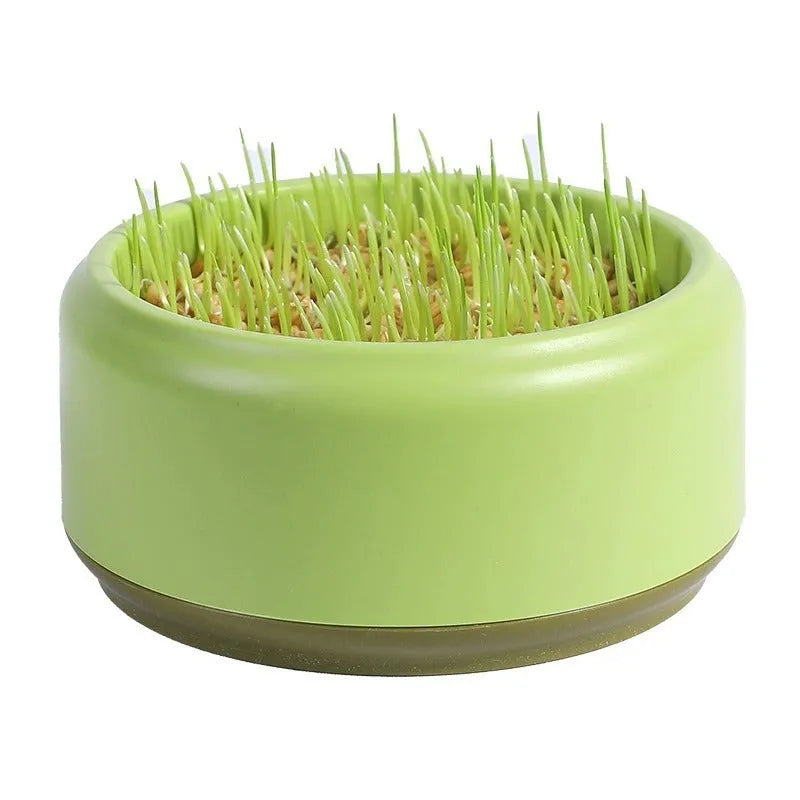 Blue hydroponic cat grass kit with a reusable pot and five packs of seeds for soilless growing.