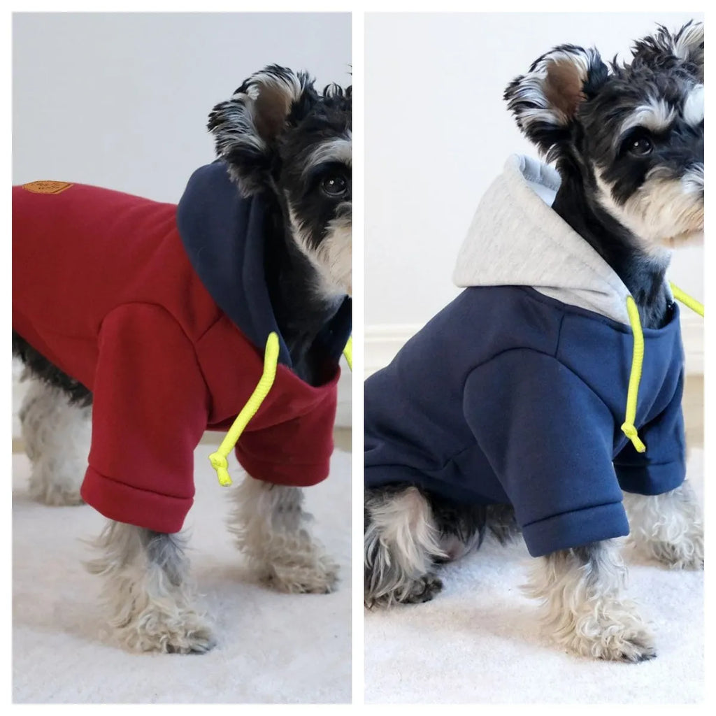 Dark red hooded dog pullover with contrast trim on a canine model