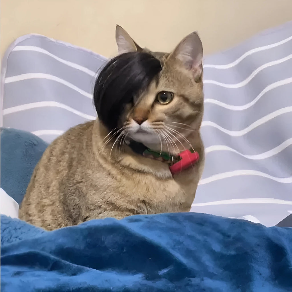 Black polyester fox braid wig for cats on a white background.