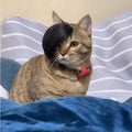 Black polyester fox braid wig for cats on a white background.