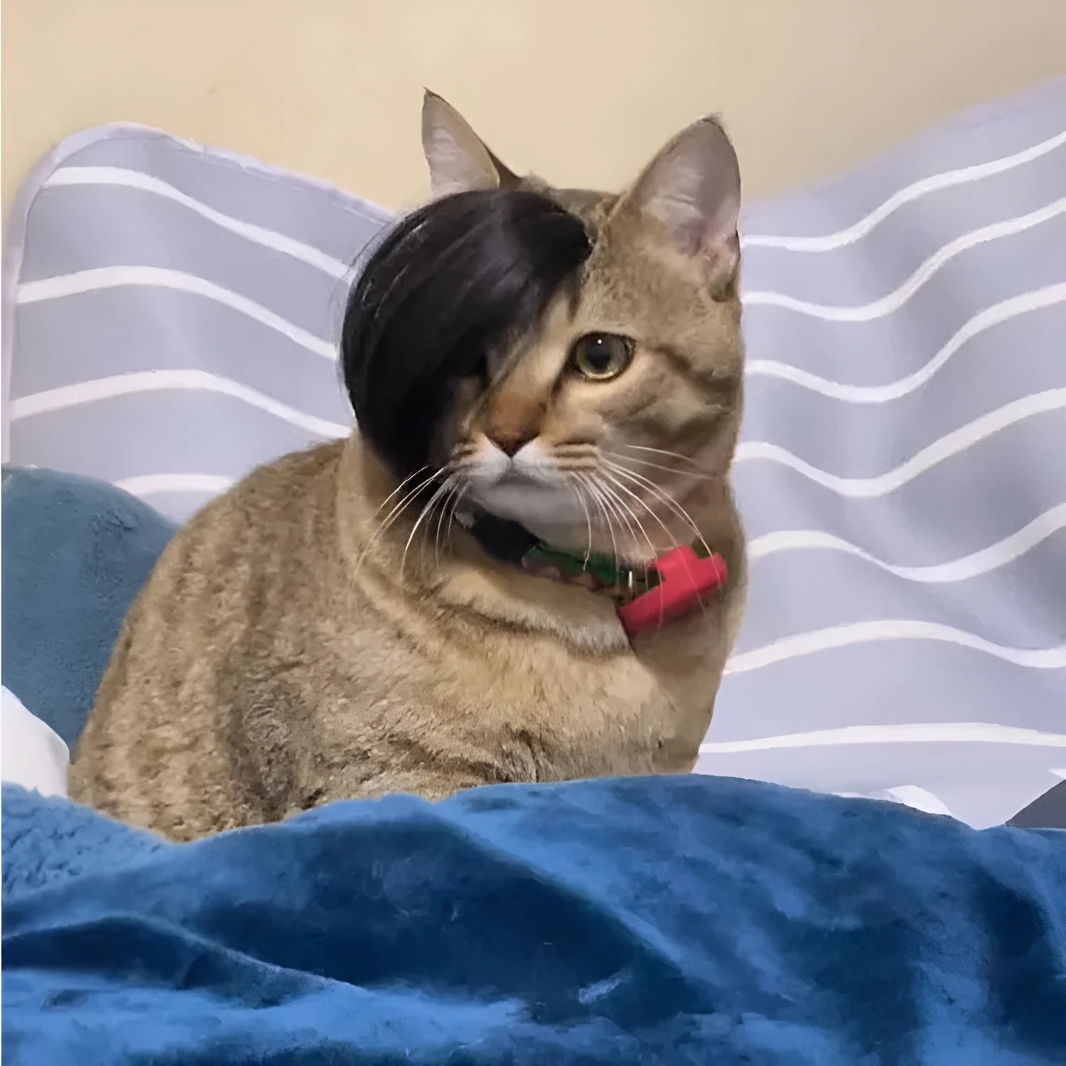 Black polyester fox braid wig for cats on a white background.