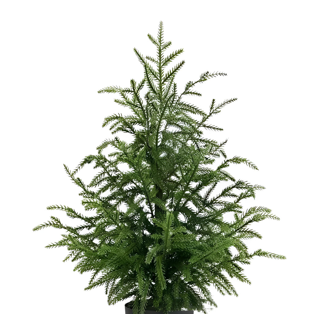 60cm Norfolk Pine Christmas tree in black flower pot with adjustable moving fork branches