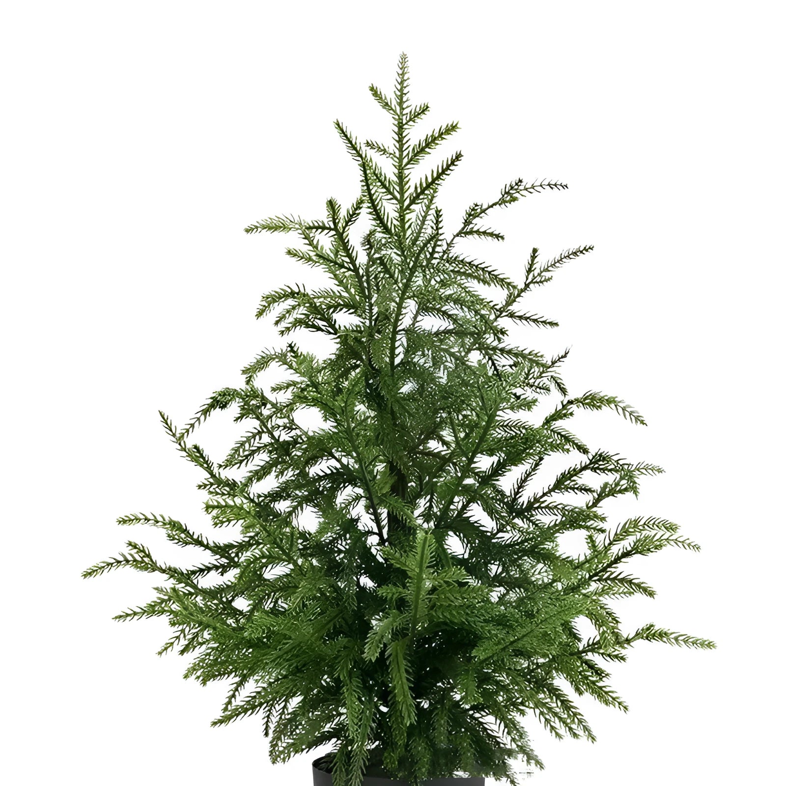 60cm Norfolk Pine Christmas tree in black flower pot with adjustable moving fork branches