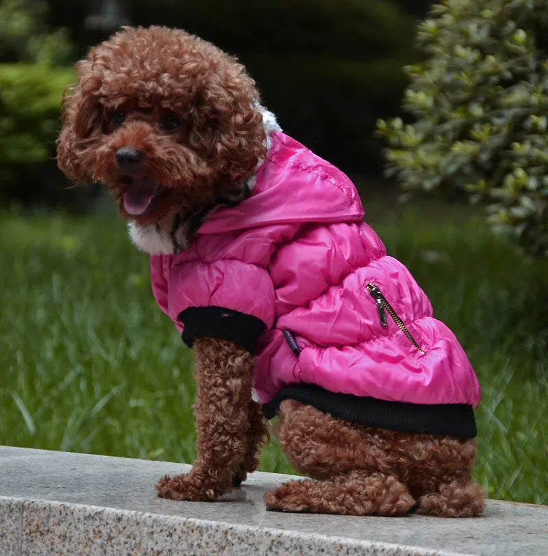 Cotton padded pet clothes with zipper closure in rose red colour for small dogs
