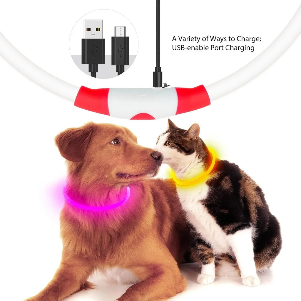 Blue USB rechargeable LED dog collar glowing on a dog's neck at night