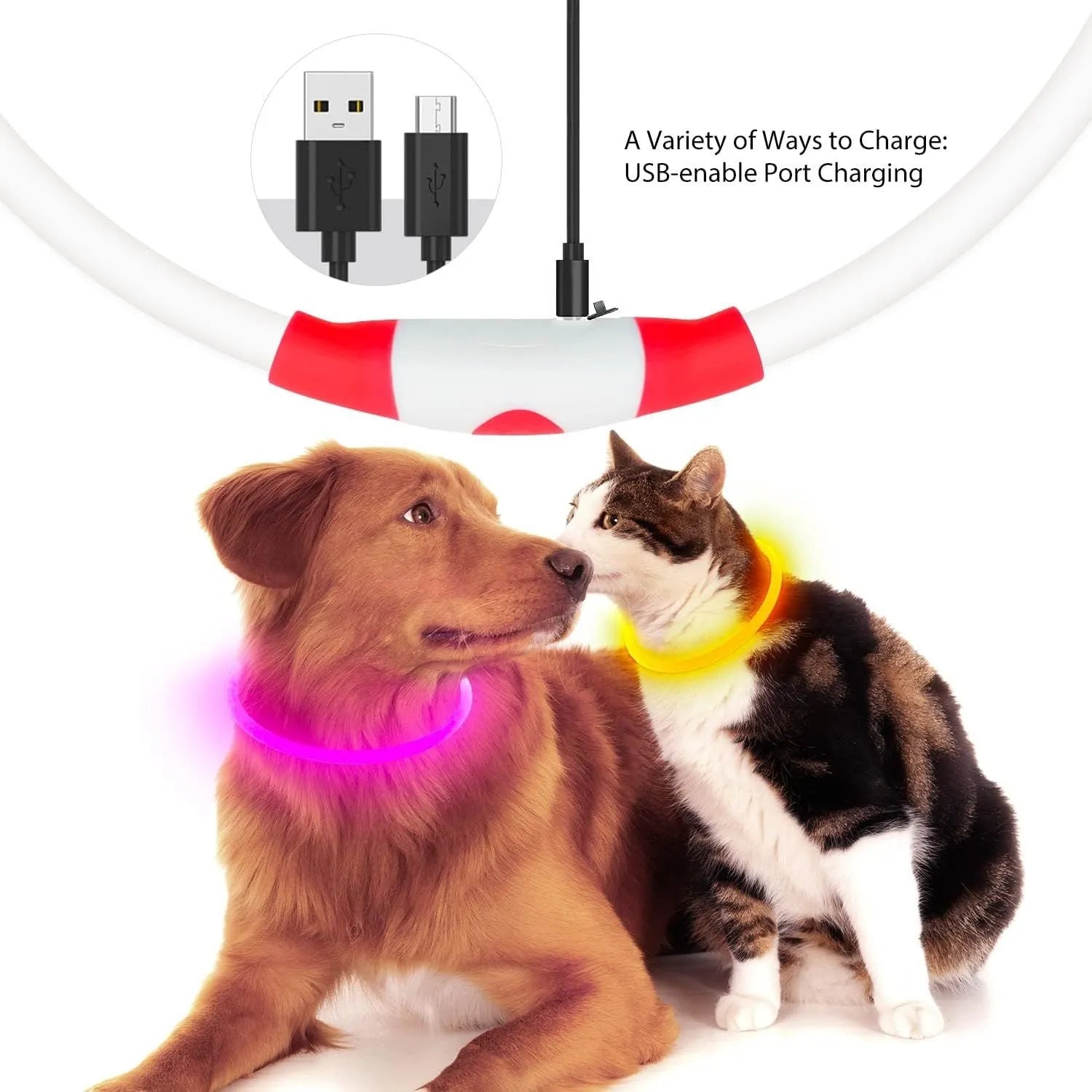 Blue USB rechargeable LED dog collar glowing on a dog's neck at night
