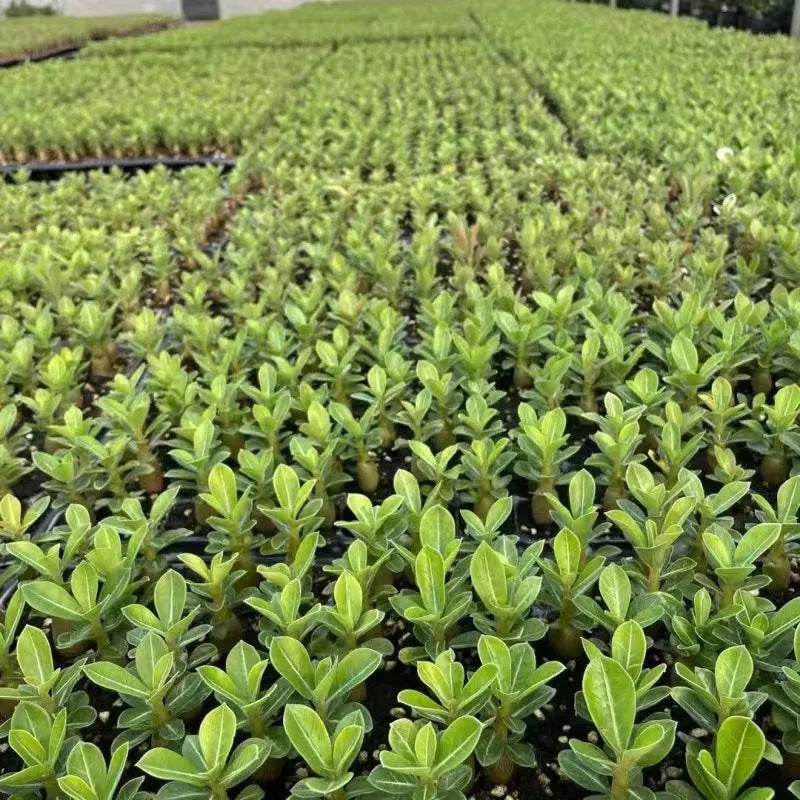 Bare-root desert rose adenium obesum seedling ready for potting