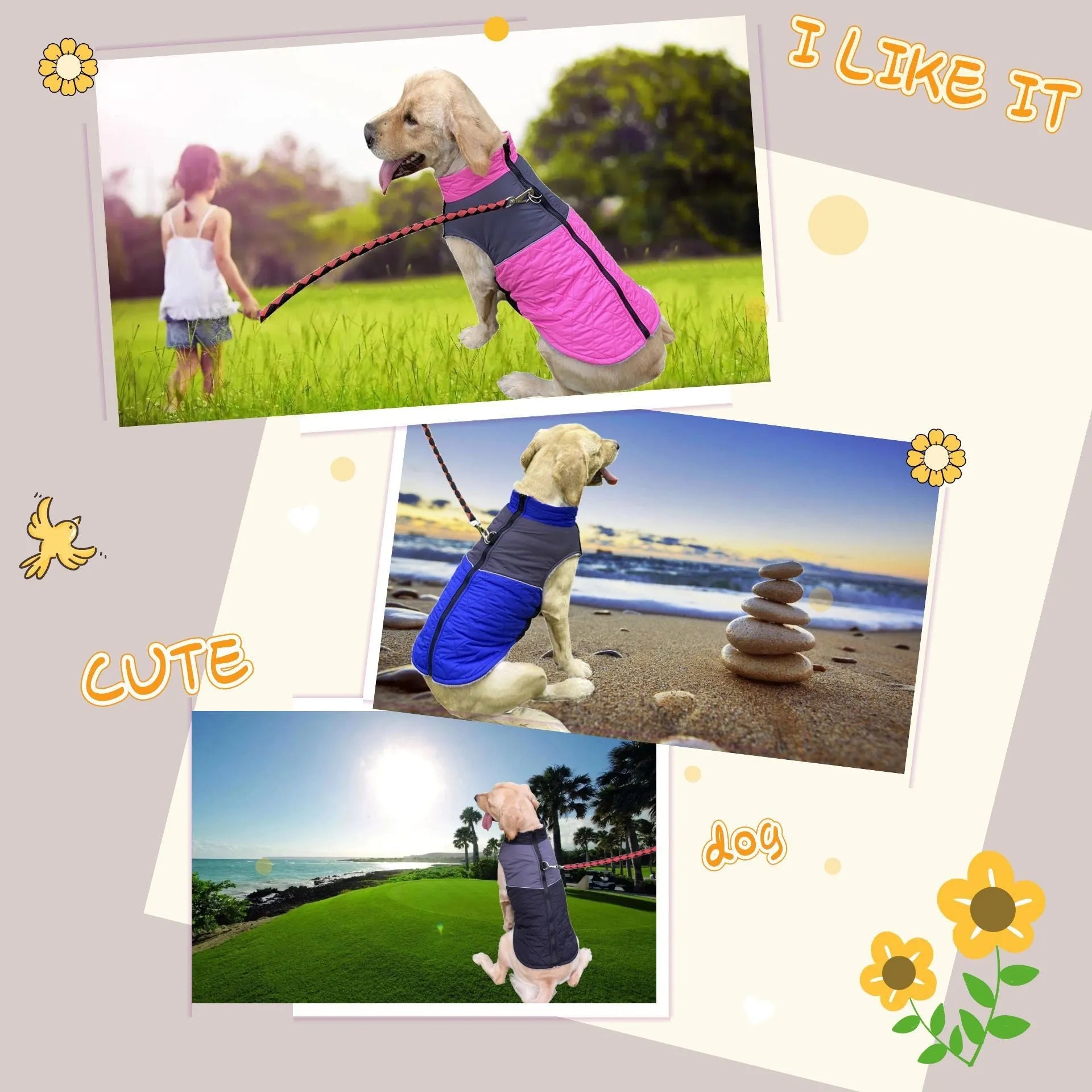 Waterproof polyester chest back dog coat in wine red for autumn and winter walks