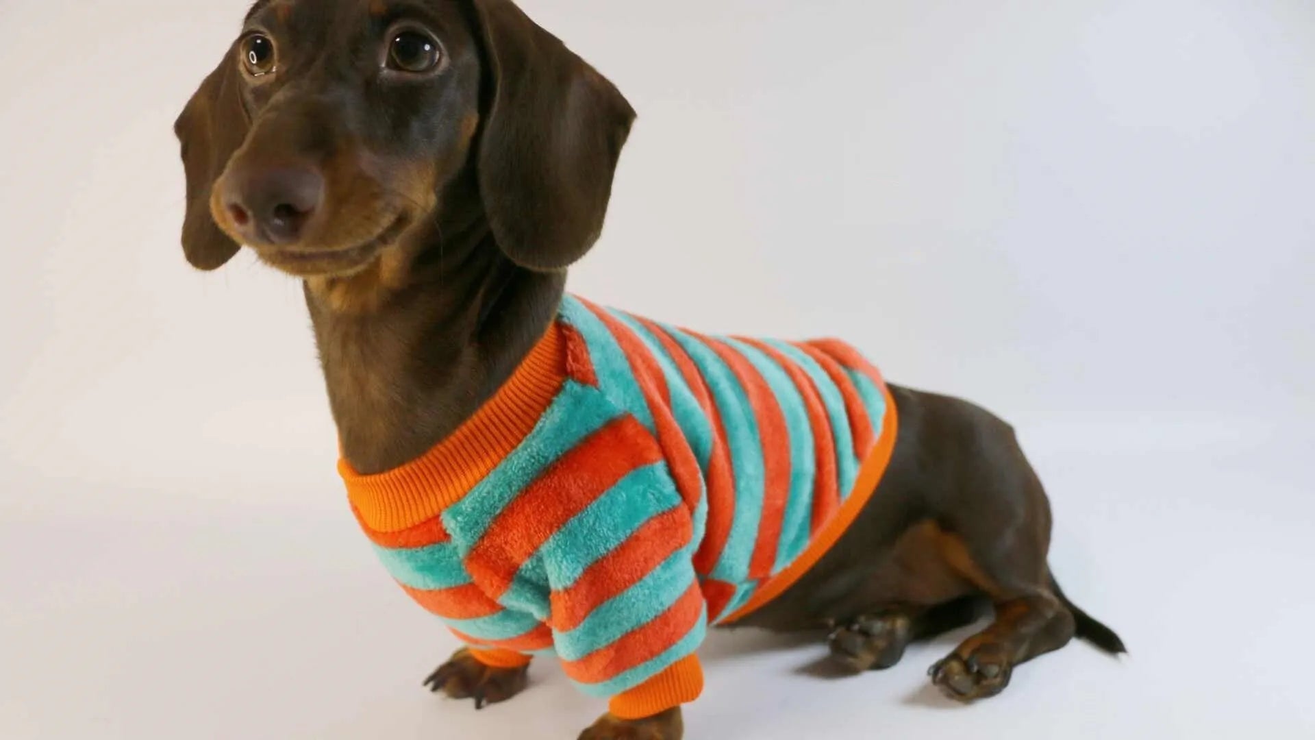 Orange red and white striped casual pet sweatshirt for dogs and cats on a hanger.