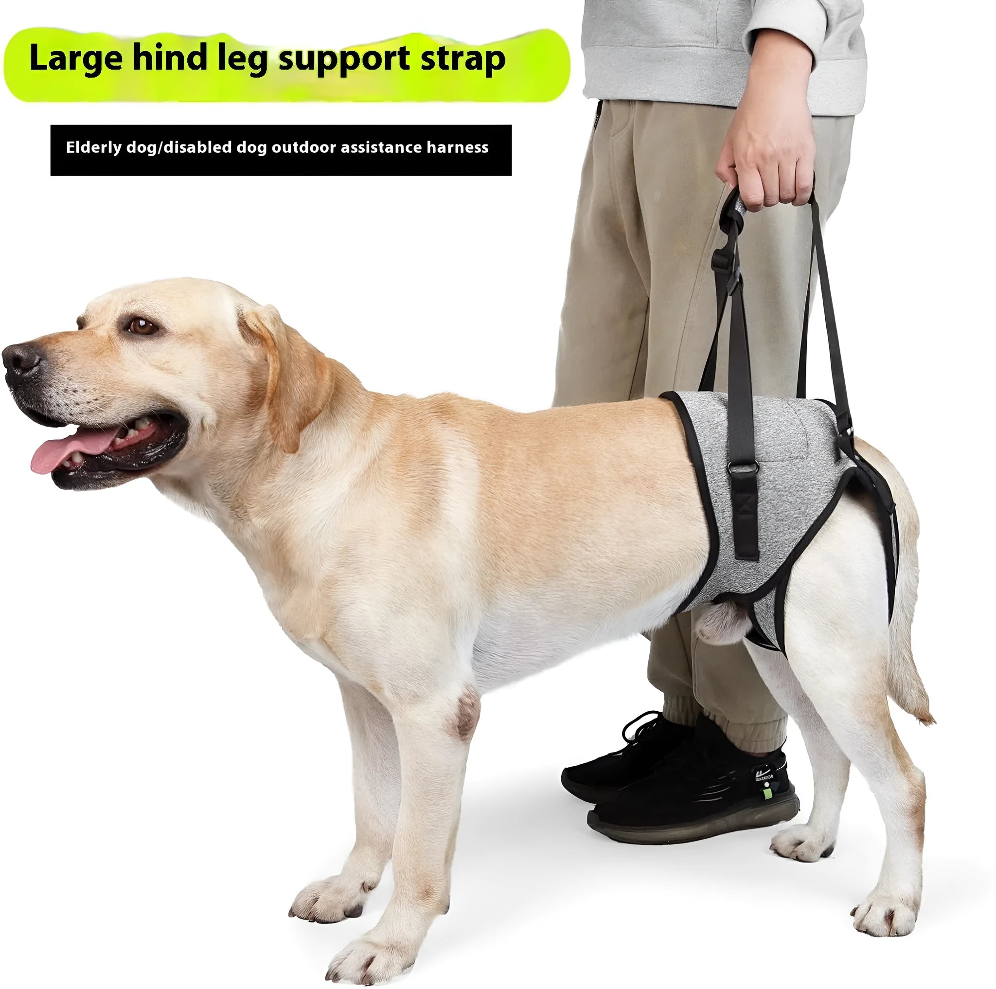 Grey neoprene dog rear leg recovery support harness shown laid flat, with adjustable straps for waist and thigh.