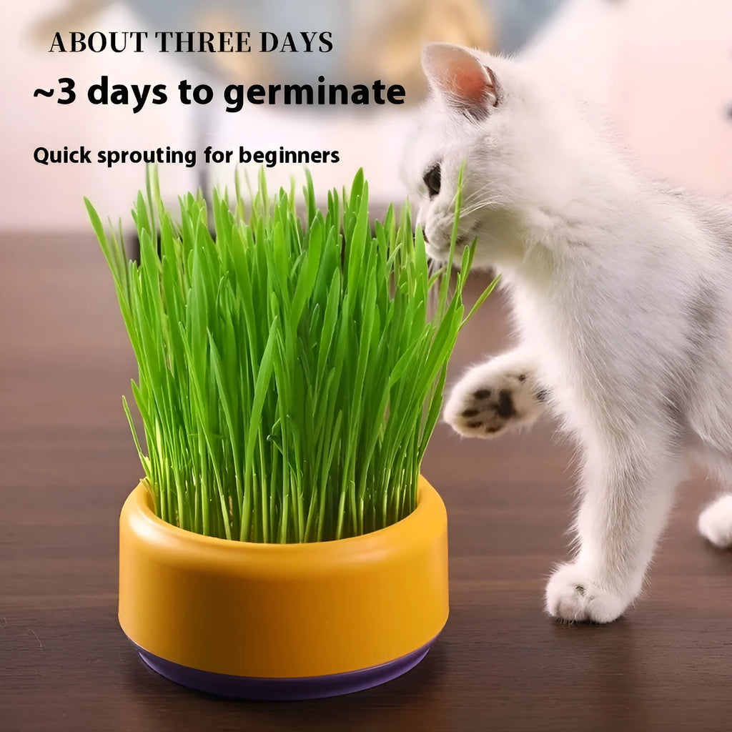 Blue hydroponic cat grass kit with a reusable pot and five packs of seeds for soilless growing.