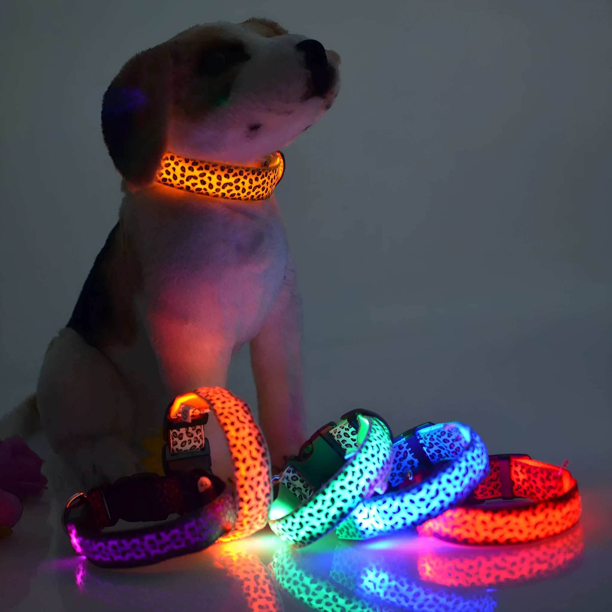 Rechargeable LED dog collar made of nylon webbing with USB charging available in multiple colours and sizes for small to large dogs
