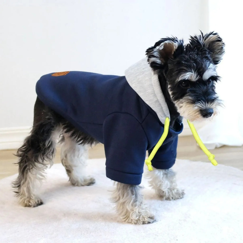 Dark red hooded dog pullover with contrast trim on a canine model