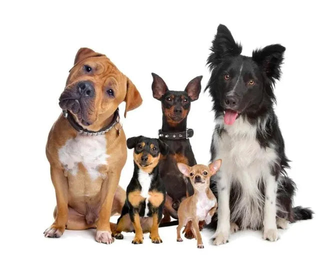 Pet wireless trainer bark stop device with digital display, transmitter 19.5 x 15.5 x 5.5 cm, and waterproof receiver