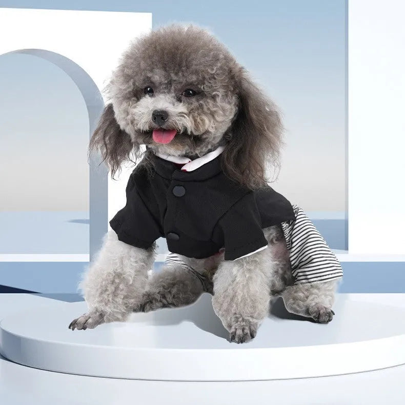 A poodle wearing thin cotton clothing, available as a skirt or four-legged pants in sizes S, M, L, XL.