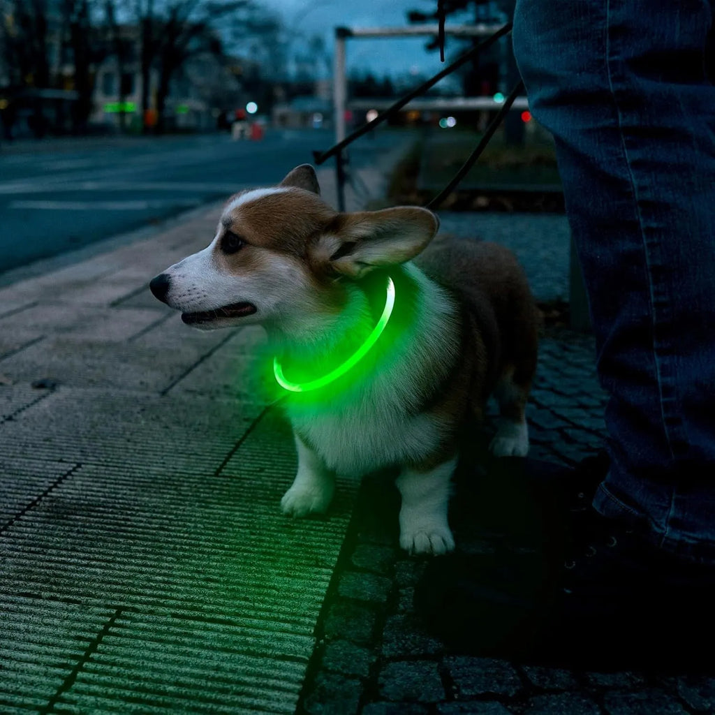 Blue USB rechargeable LED dog collar glowing on a dog's neck at night