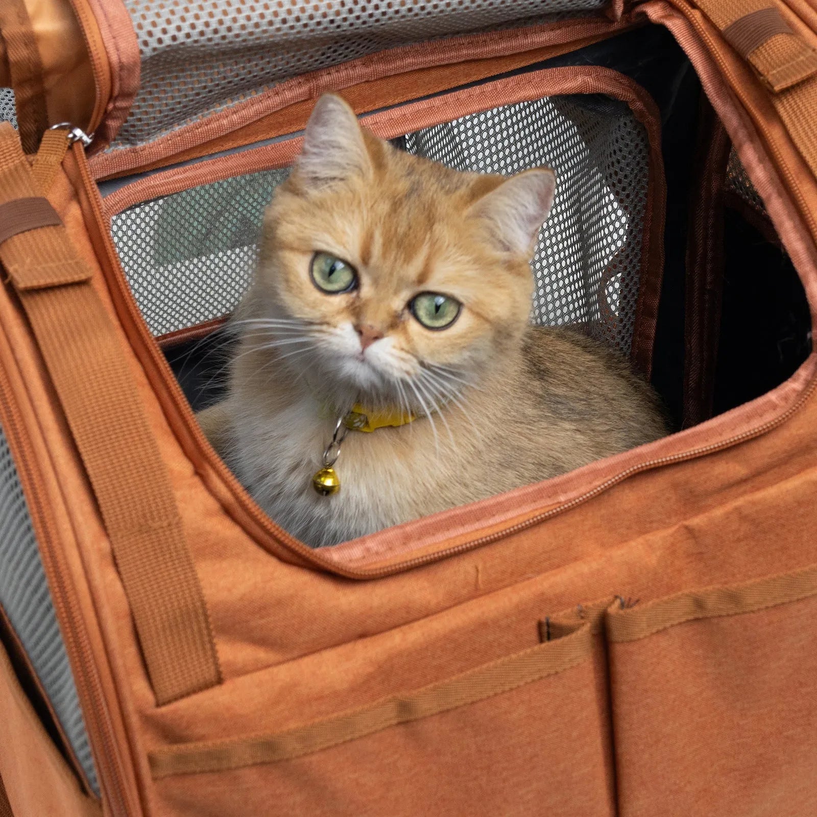 Expandable breathable outdoor cat backpack in gray Oxford fabric with 55L capacity
