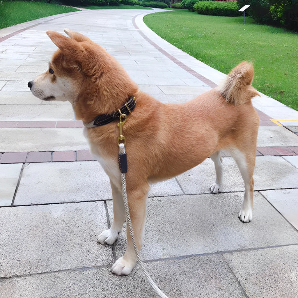 Nylon hand holding dog leash in black or brown with four diameter sizes for small to medium dogs.