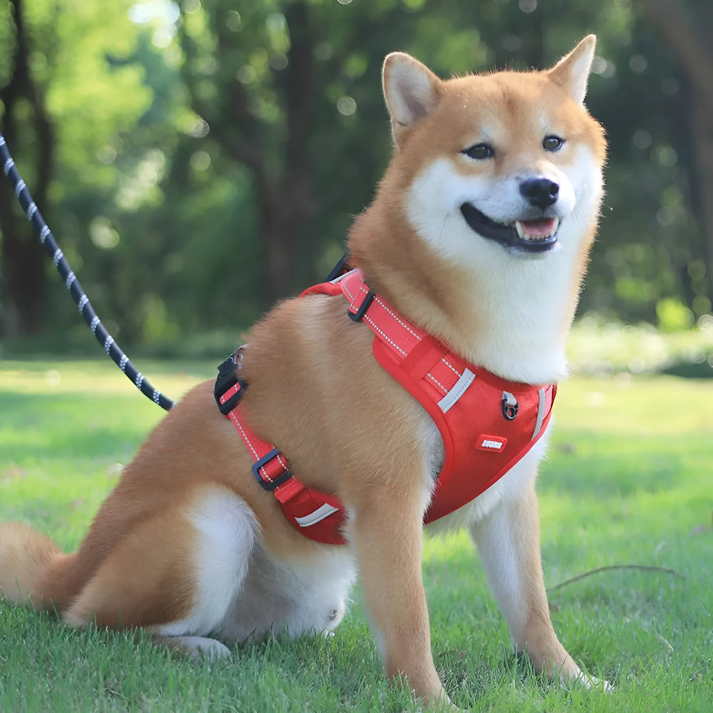 Orange adjustable nylon dog harness with reflective strips and mesh panels shown on dog