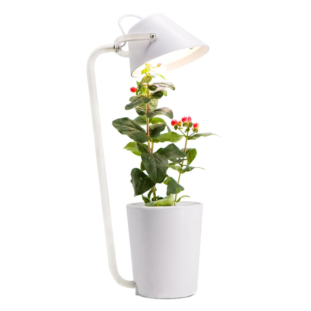 White plastic desktop hydroponic container for soilless plant cultivation.