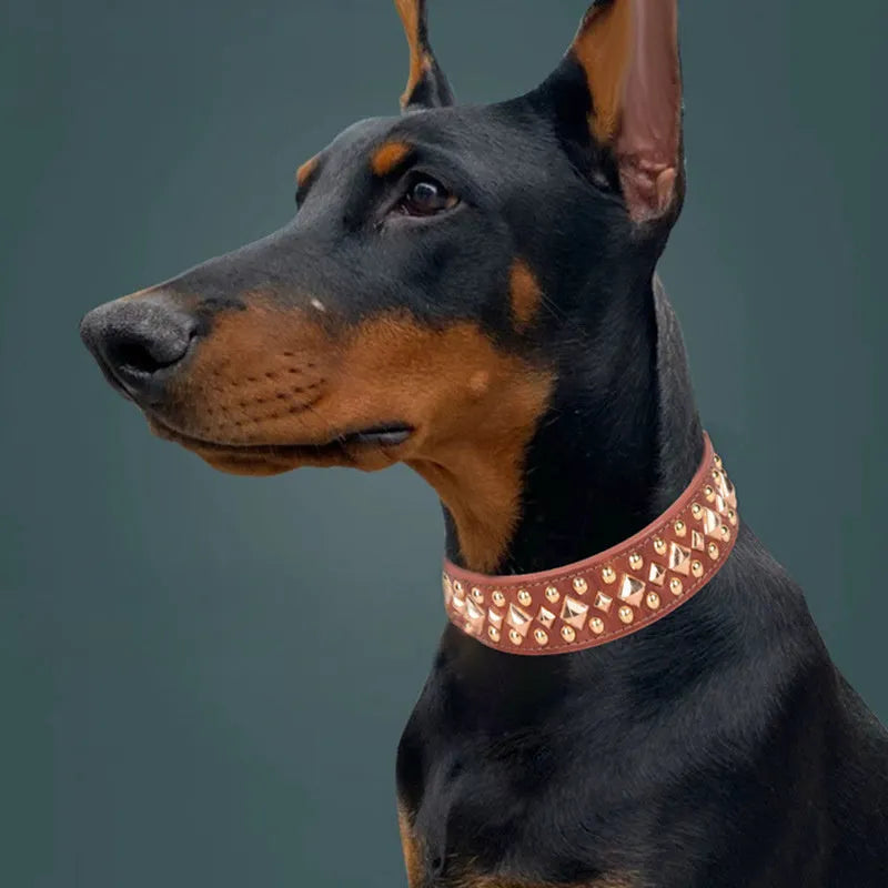 Rivet leather dog collar with golden rivet decoration in black on white background
