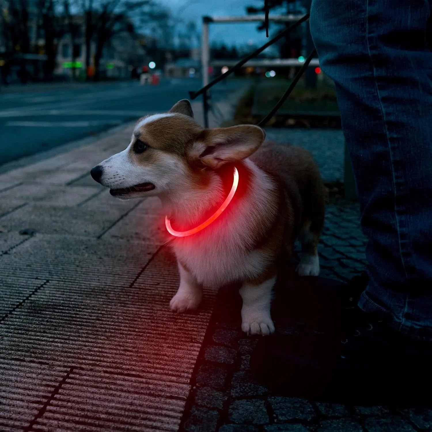 Blue USB rechargeable LED dog collar glowing on a dog's neck at night