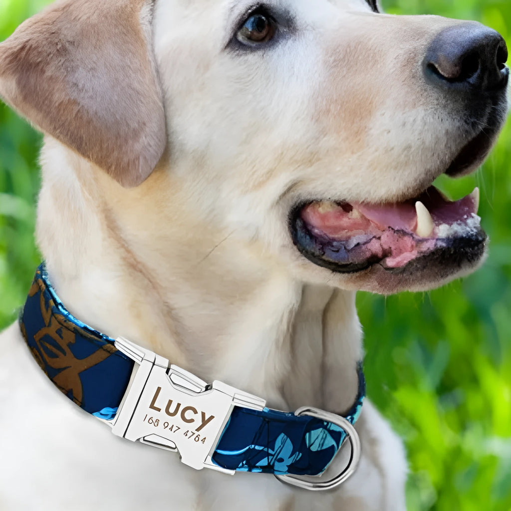 Adjustable buckle dog collar shown in black, green, and rose red colours