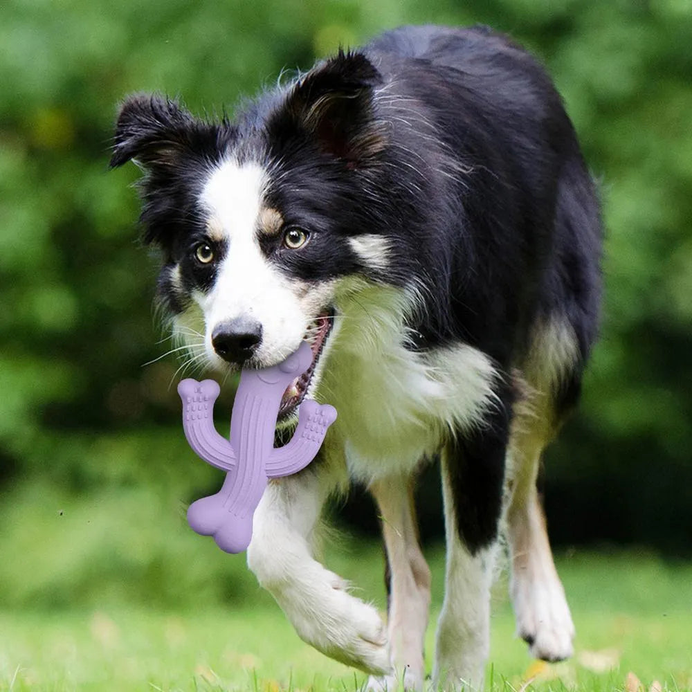 Cactus-shaped dog chew toy in bamboo fibre and rubber, shown in beige, blue, and purple colours.