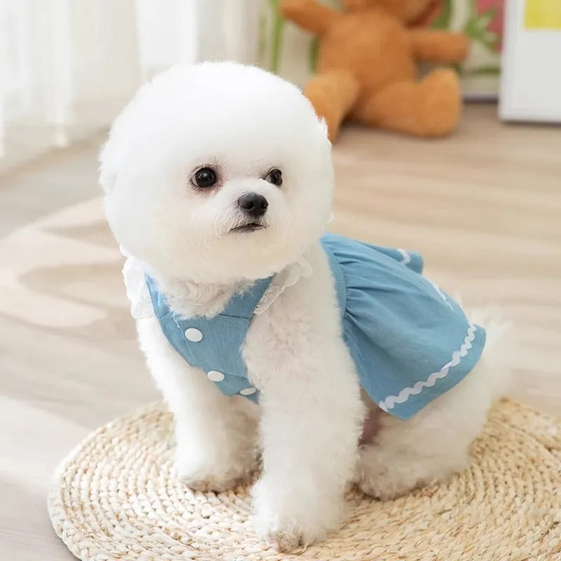 Bondi Blue dog skirt with strawberry print and elastic waistband on a small dog.
