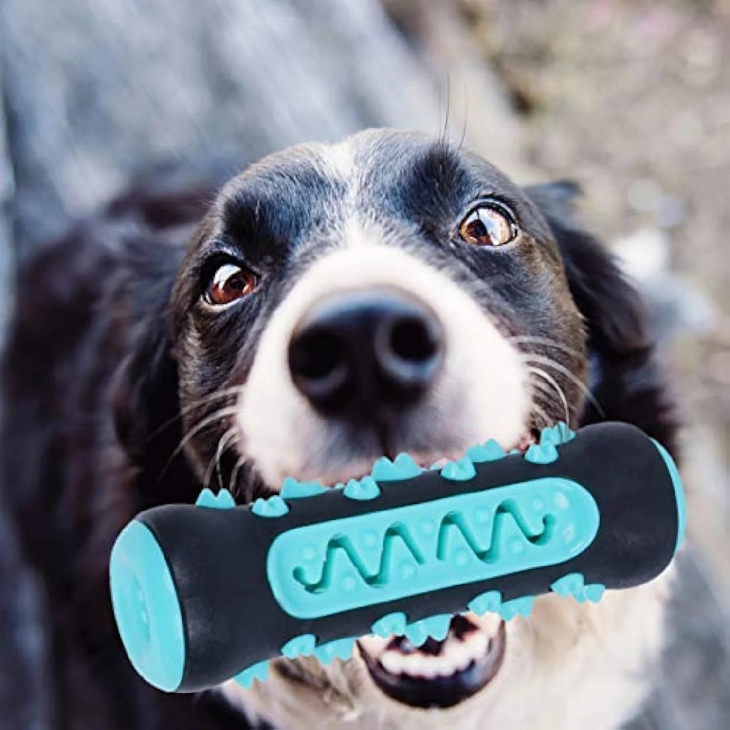 Natural rubber dog dental chew toy with textured toothbrush surface in blue colour