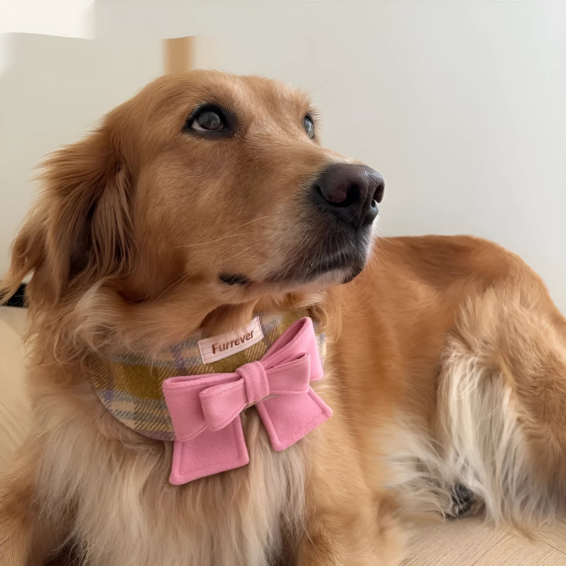 My Maillard Puppy Bow Bib in Maillard Gift colour, adjustable polyester dog feeding collar with decorative bow, size options from Mini to XL