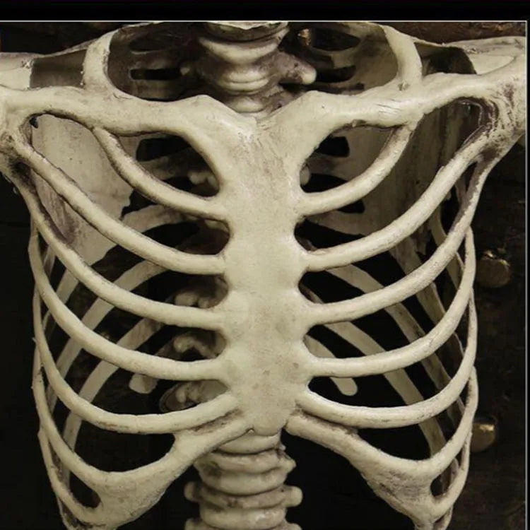 170cm tall plastic skeleton prop with detailed skull displayed upright