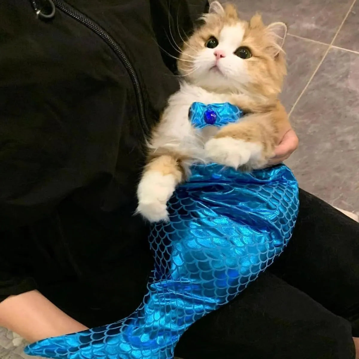 Blue mermaid costume on a small cat showing the long fishtail, scale pattern, and adjustable chest strap.
