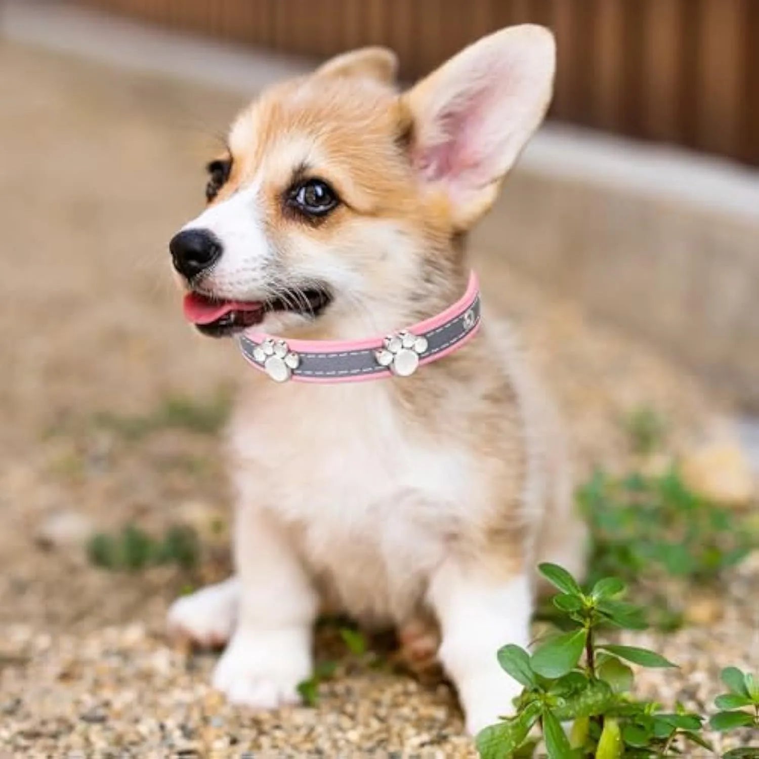 Reflective PU leather dog collar with metal buckle and cute paw rivet, shown in adjustable sizes for dogs.