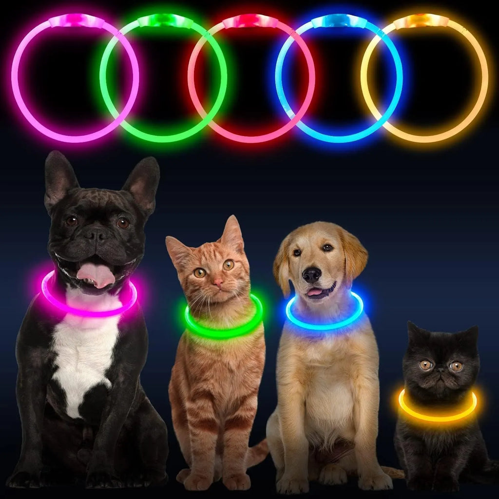 Blue USB rechargeable LED dog collar glowing on a dog's neck at night