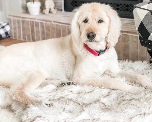 Pet dog plush mat in beige with soft plush surface on floor, available in multiple sizes for dogs up to 45kg