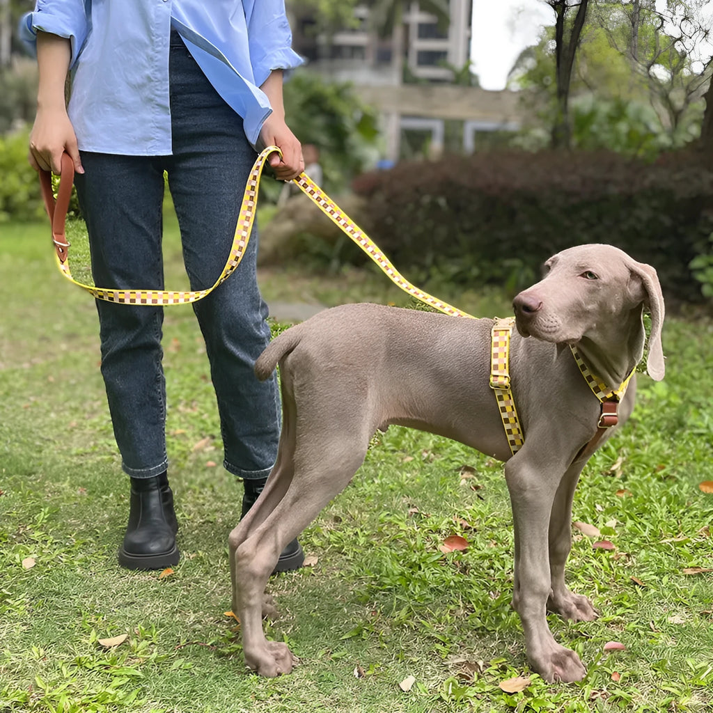 I-shaped pet chest harness traction rope set with collar and 150cm rope in leather rib fibre