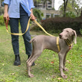 I-shaped pet chest harness traction rope set with collar and 150cm rope in leather rib fibre